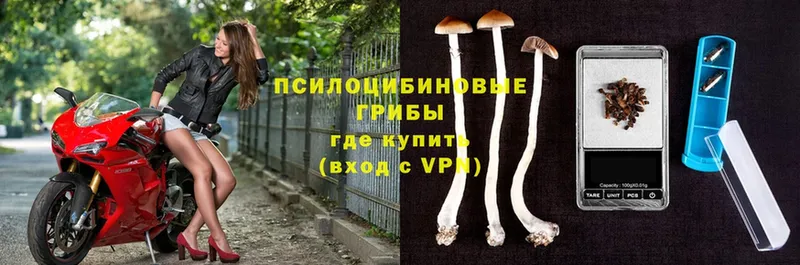 Галлюциногенные грибы Psilocybe  Заполярный 